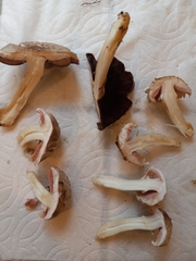 Agaricus fuscovelatus