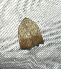 Tortricopsis pyroptis