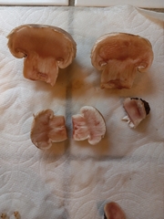 Agaricus fuscovelatus