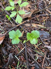Sanicula crassicaulis