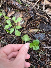 Sanicula crassicaulis