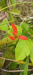 Coccinea