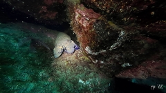 Scyllarides latus