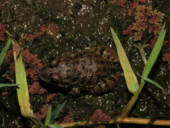 Leptodactylus bufonius