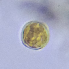 Coscinodiscophycidae