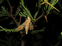 Callionima grisescens