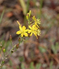Bulbine praemorsa
