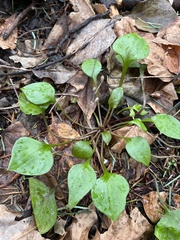 Claytonia sibirica