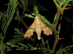 Callionima grisescens