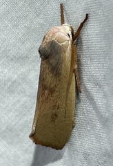 Cryptophasa rubescens