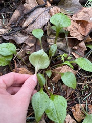 Claytonia sibirica
