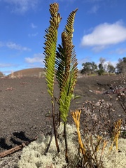 Polypodium pellucidum