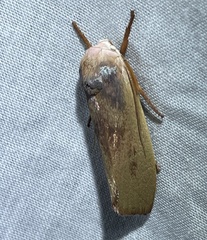 Cryptophasa rubescens