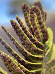 Polypodium pellucidum