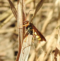 Poecilopompilus interruptus
