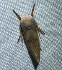 Cryptophasa rubescens