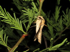 Callionima grisescens