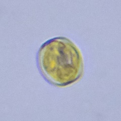 Coscinodiscophycidae