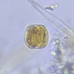 Coscinodiscophycidae