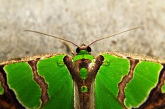 Agathia hemithearia