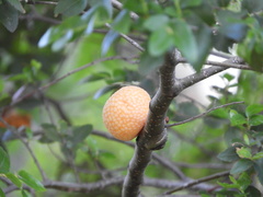 Cyttaria hariotii