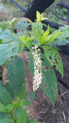 Phytolacca thyrsiflora