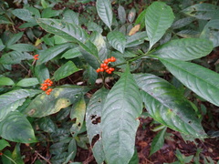 Palicoureeae