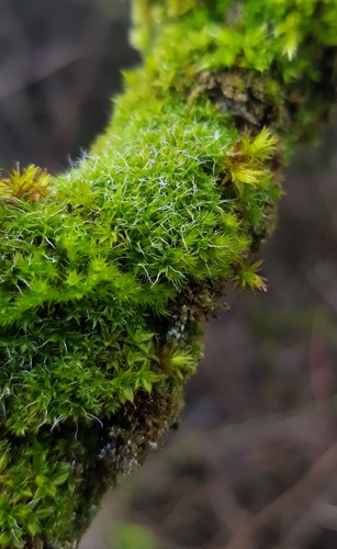 Image of Syntrichia virescens by (c) Helen Waterman, some rights reserved (CC BY)