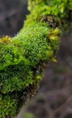 Syntrichia virescens