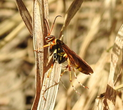 Poecilopompilus interruptus