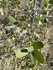 Quercus oblongifolia