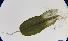 Syntrichia virescens