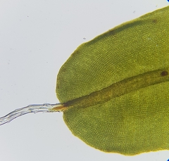 Syntrichia virescens