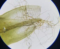 Syntrichia virescens