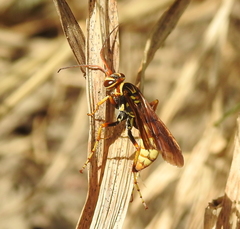 Poecilopompilus interruptus