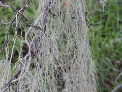 Usnea trichodea