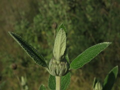 Phlomis purpurea