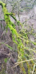 Syntrichia virescens