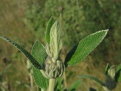 Phlomis purpurea