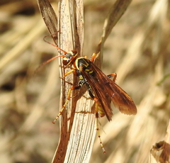 Poecilopompilus interruptus