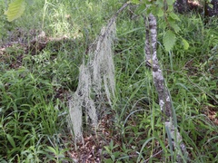 Usnea trichodea