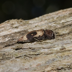 Nascio vetusta