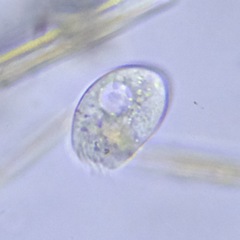 Colepidae