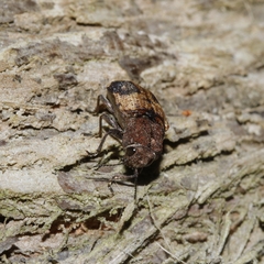Nascio vetusta