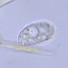 Colepidae