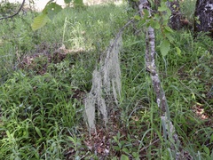 Usnea trichodea