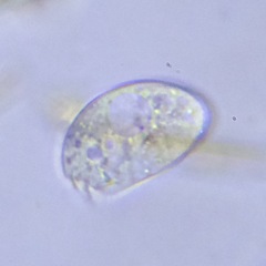 Colepidae