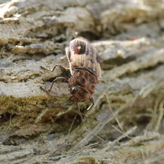 Nascio vetusta