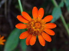 Comaclinium montanum