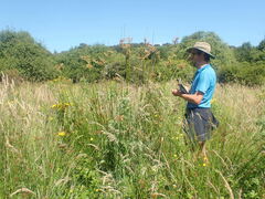 Juncus procerus